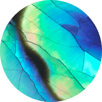 Abalone